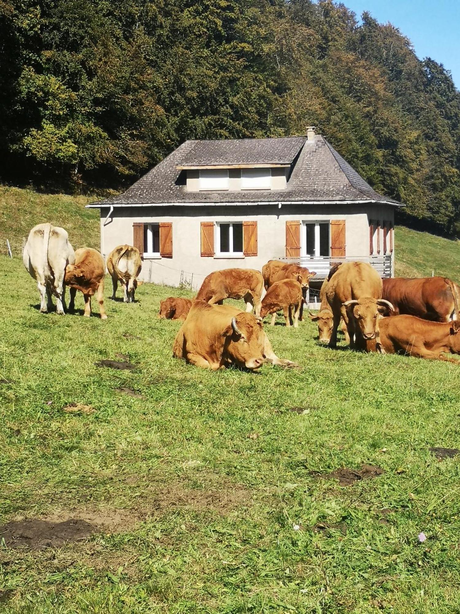 Tourmalet Villa Кампан Екстериор снимка
